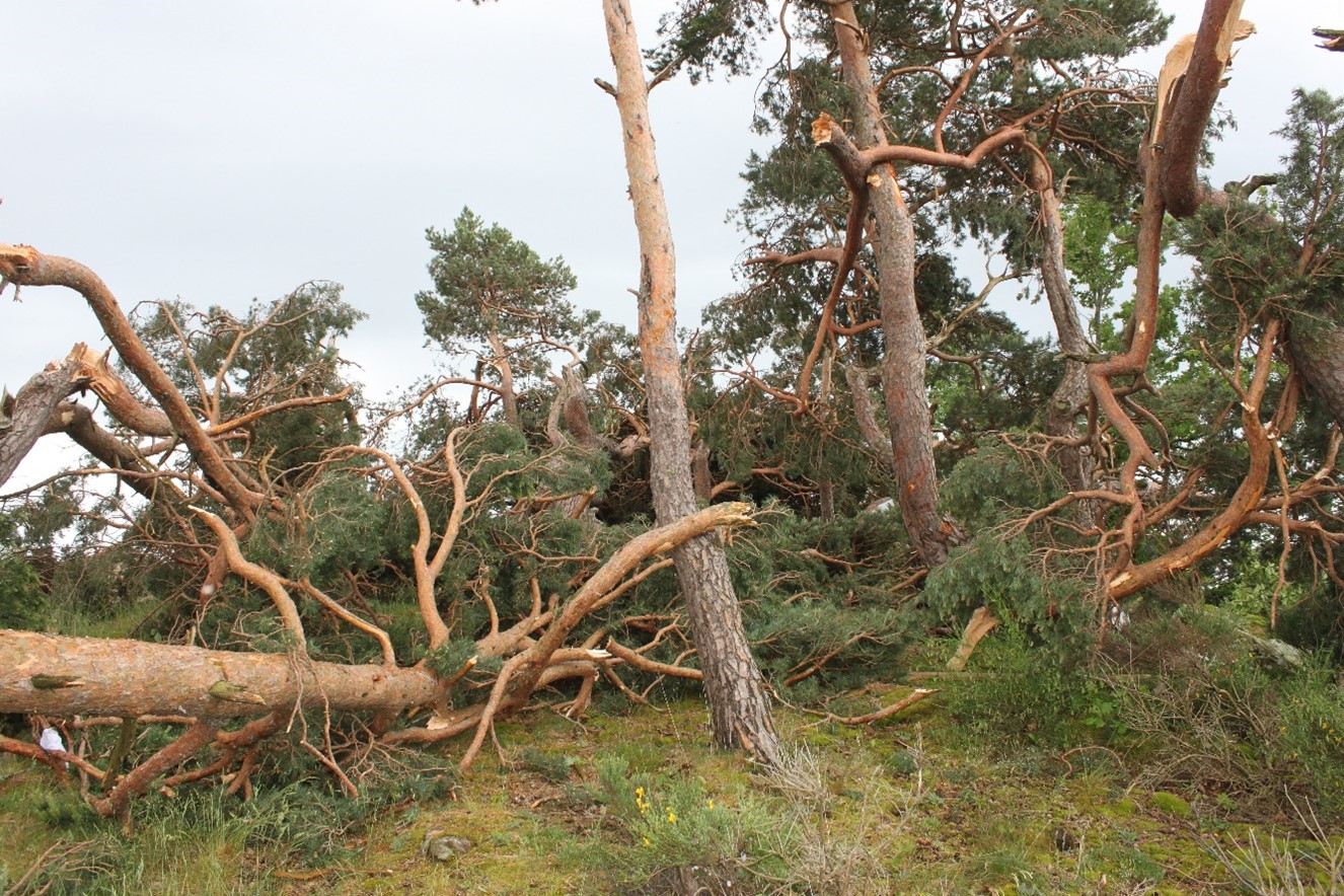 tornade12